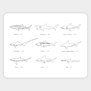 Sharks Magnet